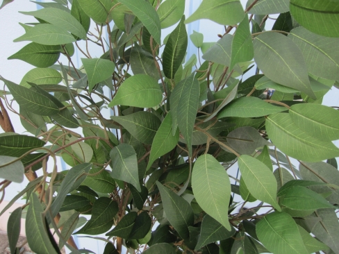 フェイクグリーン　観葉植物　H1700mm程度